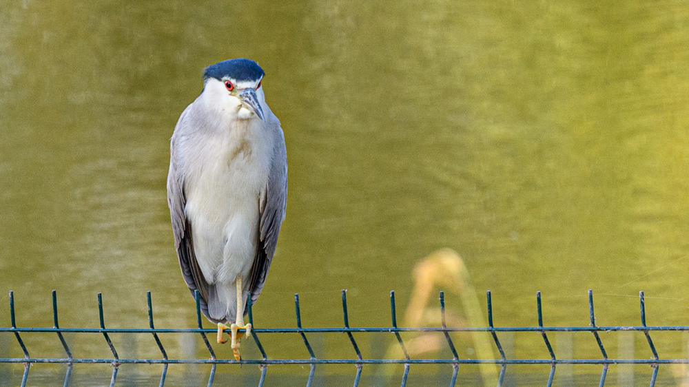 Black-crowned Night Heron