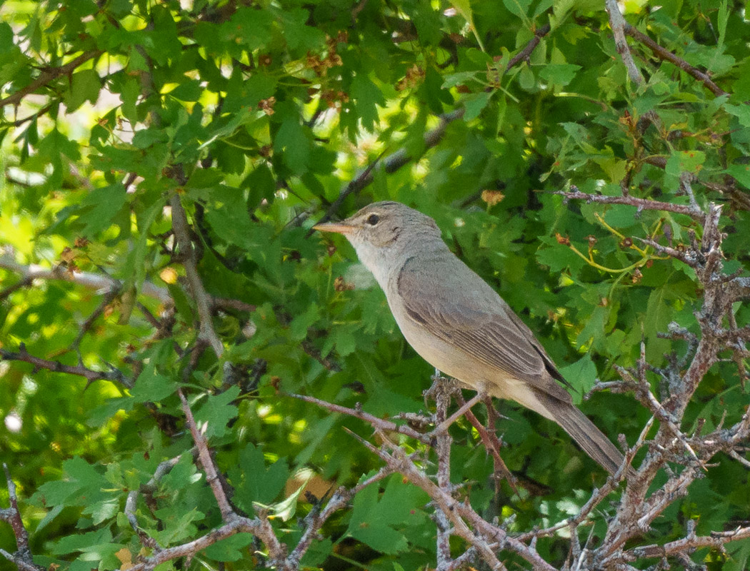 Upcher`s Warbler