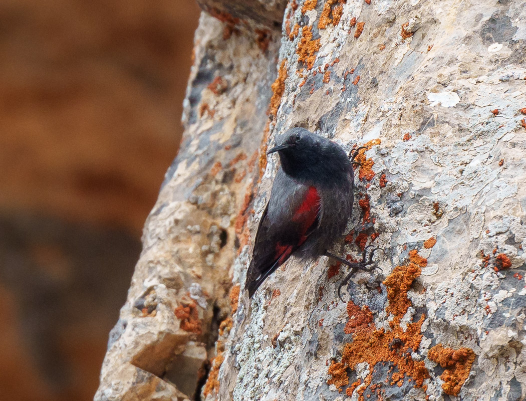 Wallcreeper