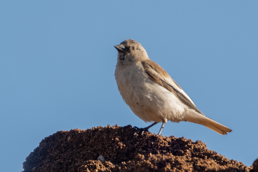 White-winged Snowfinch