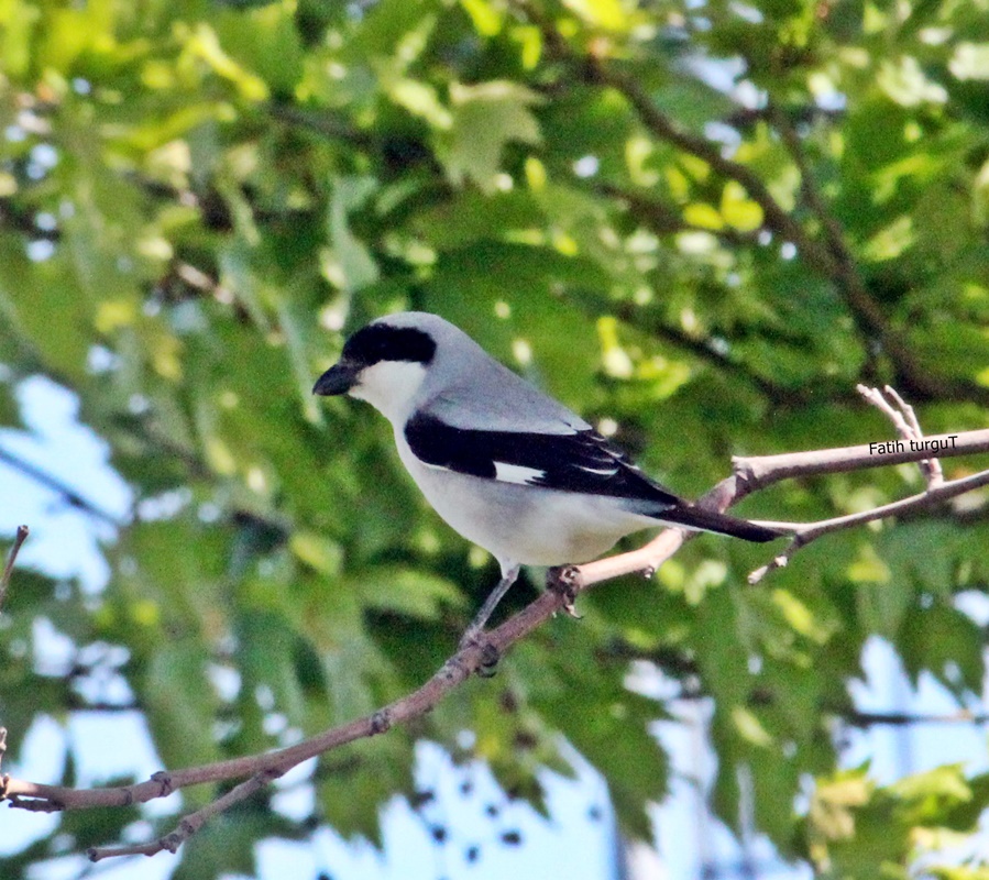 Lesser Grey Shrike