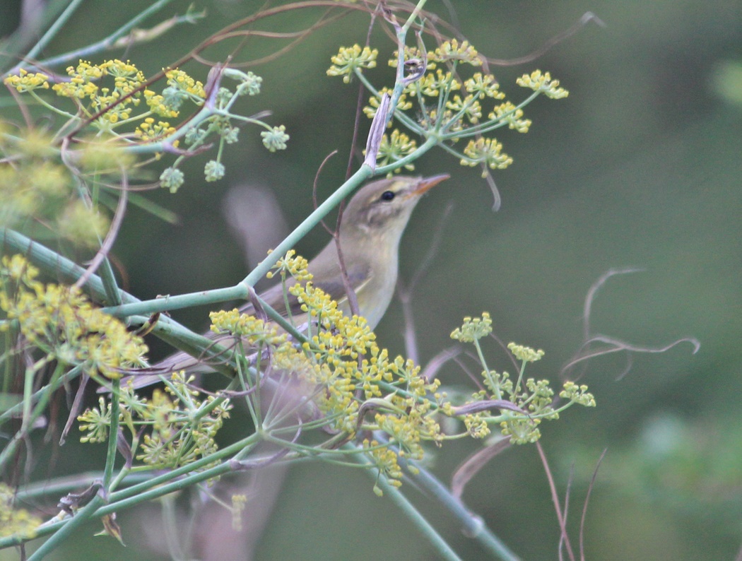 Willow Warbler