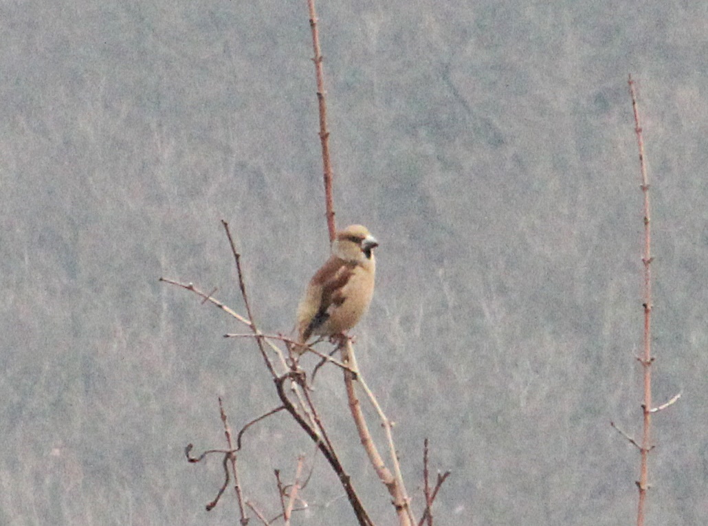 Hawfinch