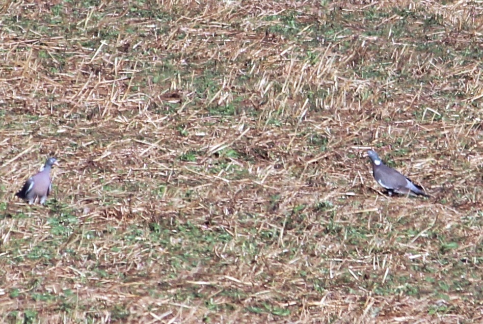 Common Wood Pigeon