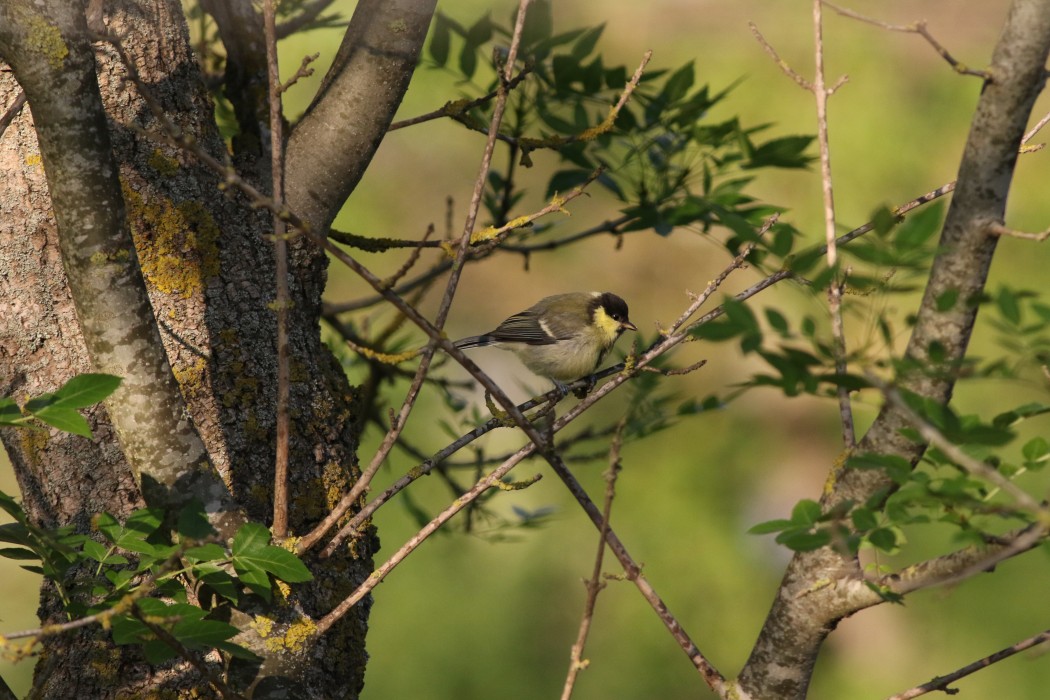 Great Tit