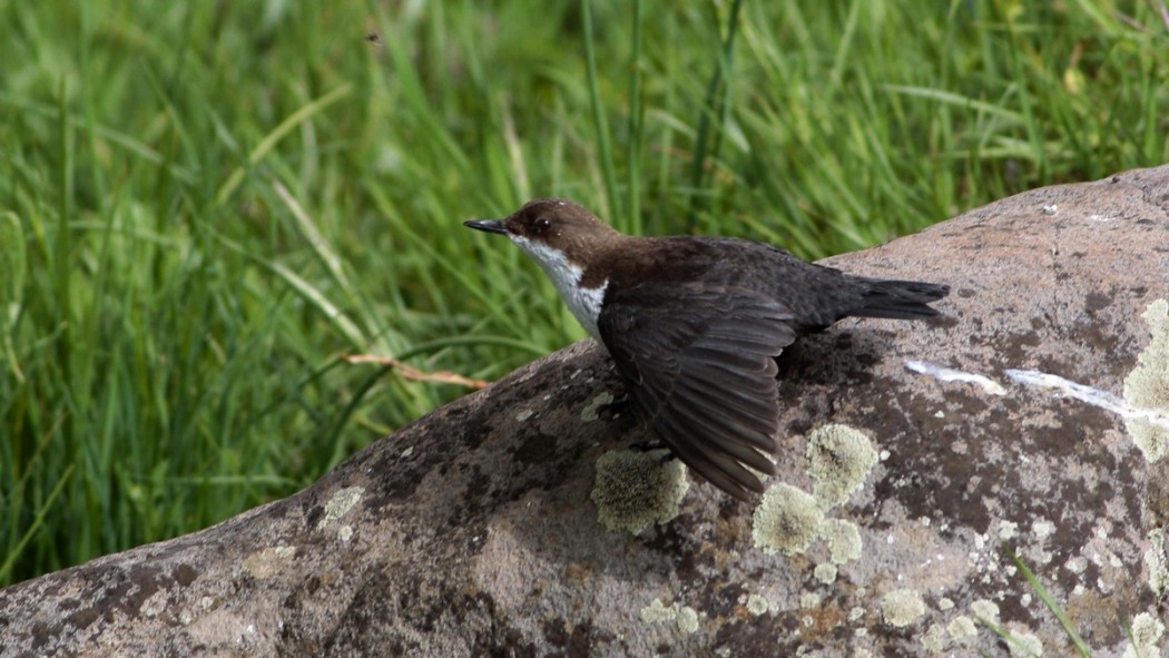 White-throated Dipper