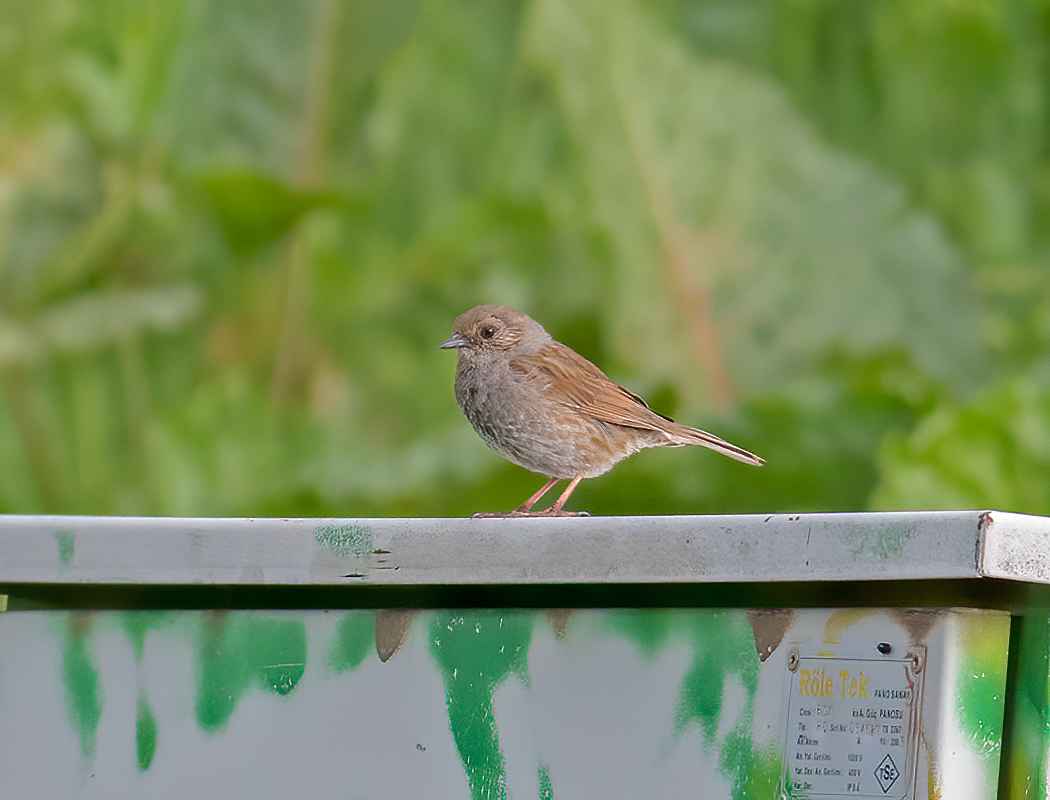 Dunnock