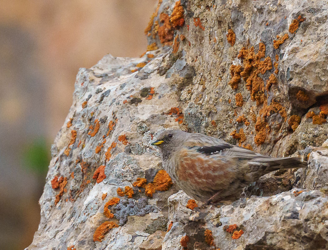 Alpine Accentor