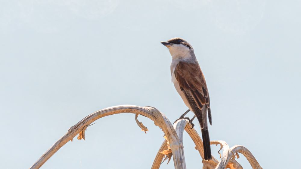 Red-backed Shrike