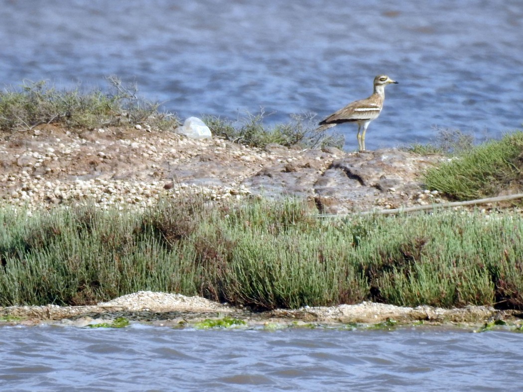 Eurasian Stone-curlew