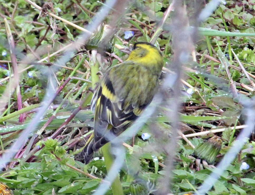 Eurasian Siskin