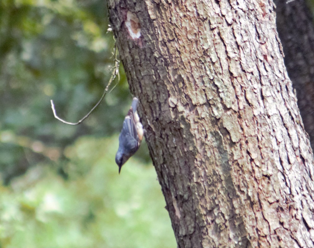 Eurasian Nuthatch