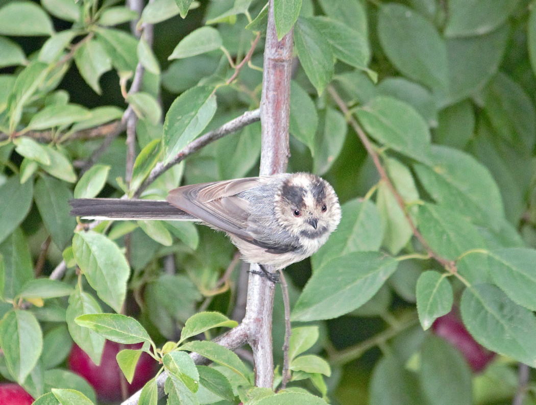 Long-tailed Tit