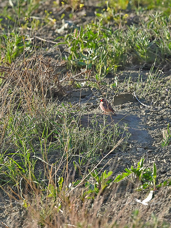 Trumpeter Finch