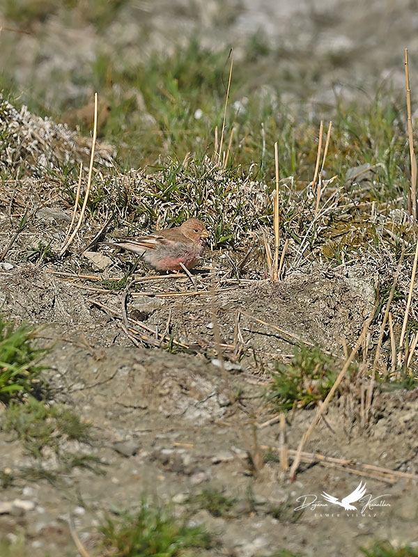 Mongolian Finch