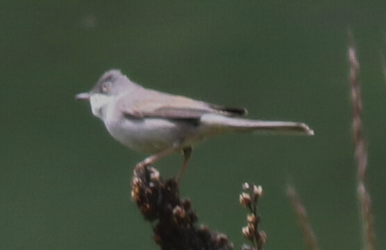 Common Whitethroat