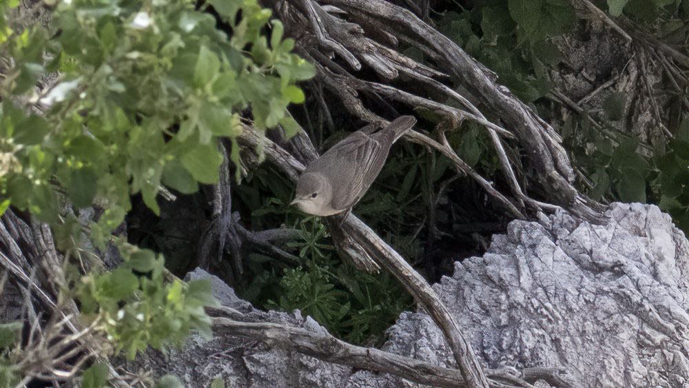 Upcher`s Warbler