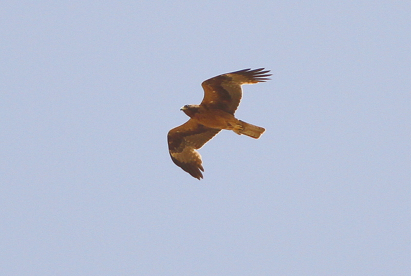 Booted Eagle