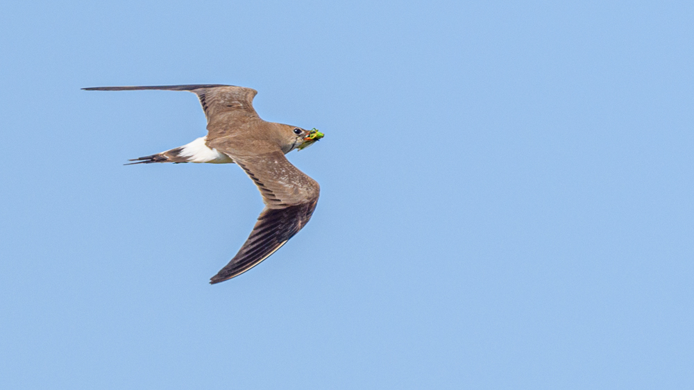Collared Pratincole