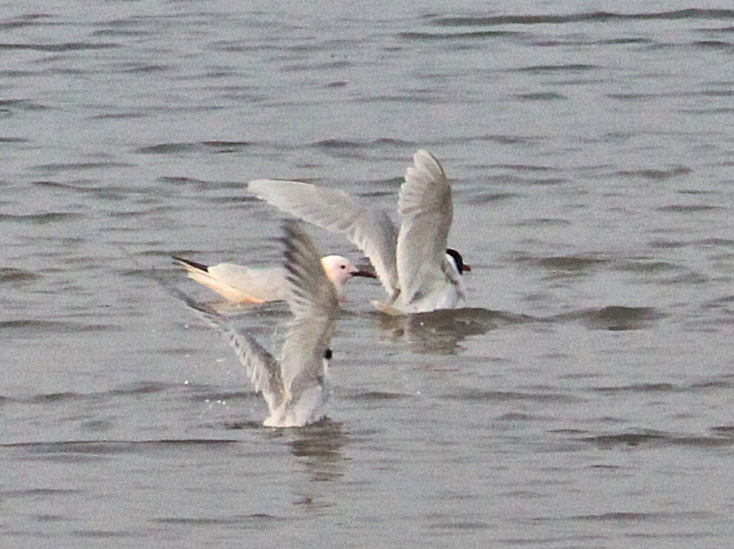 Slender-billed Gull