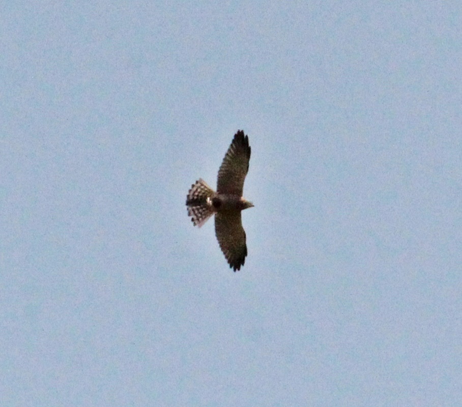 Levant Sparrowhawk