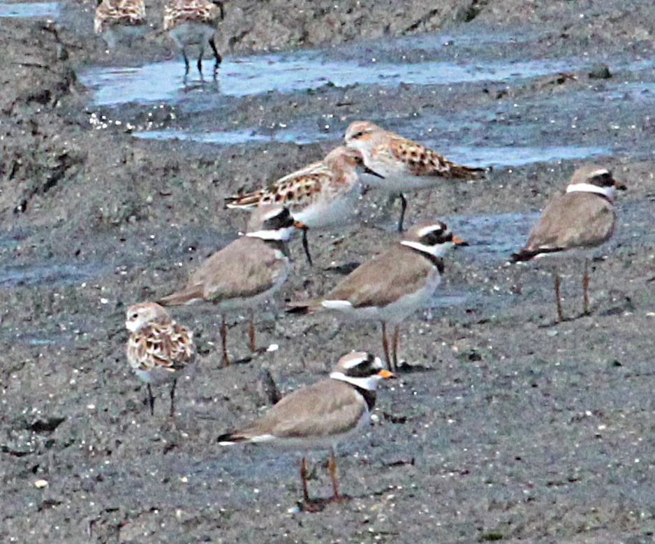 Common Ringed Plover
