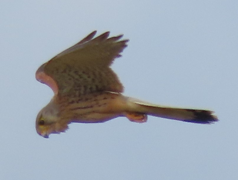 Common Kestrel