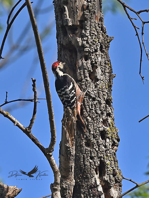 White-backed Woodpecker