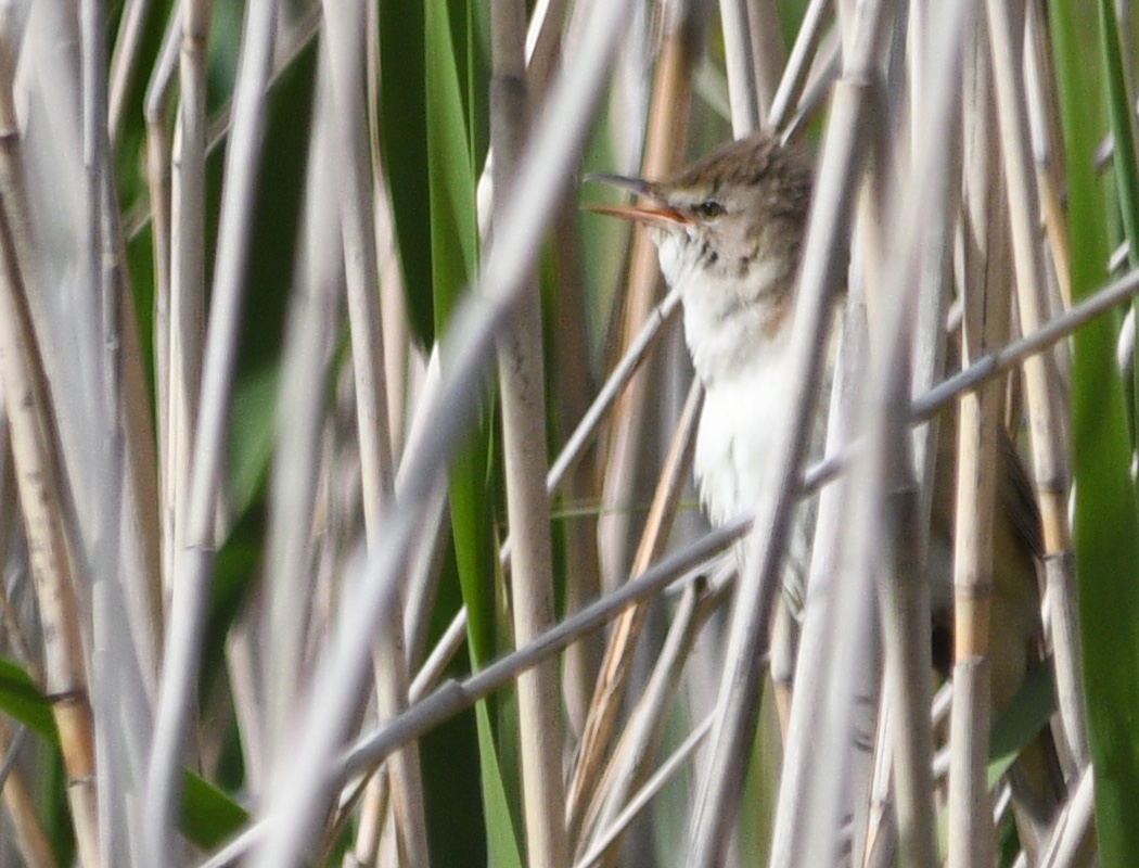 Great Reed Warbler
