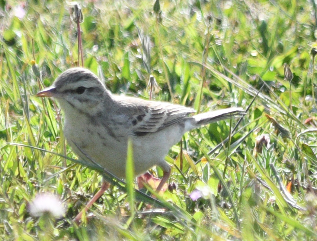 Tawny Pipit