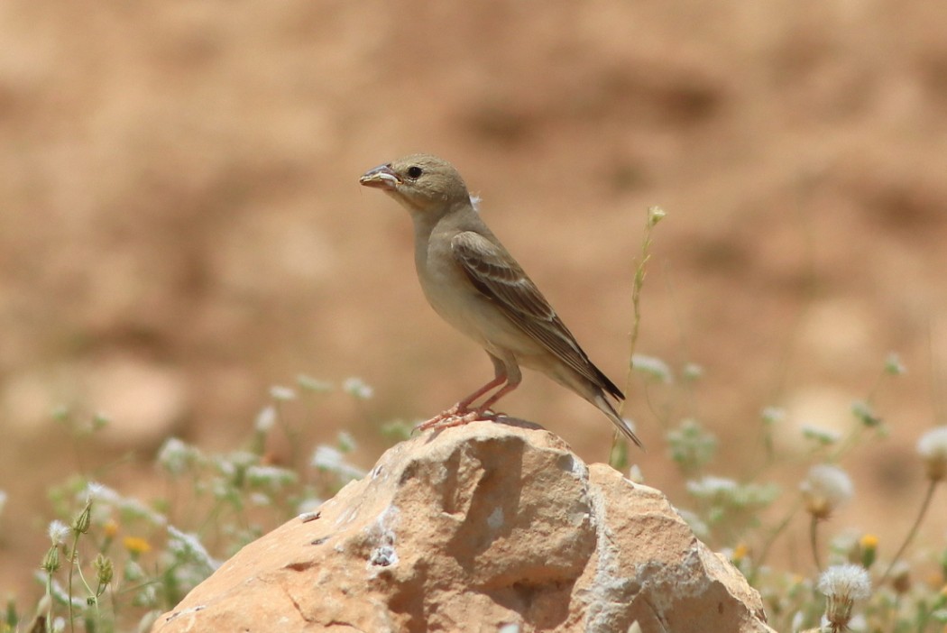 Pale Rockfinch