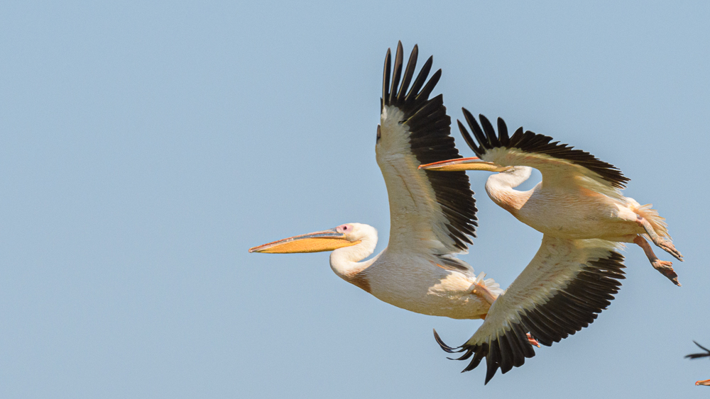 Great White Pelican