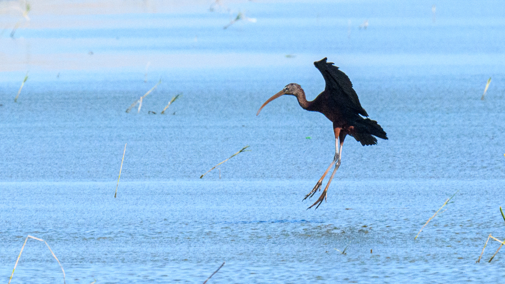 Glossy Ibis