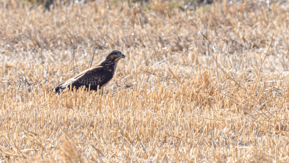 Common Buzzard