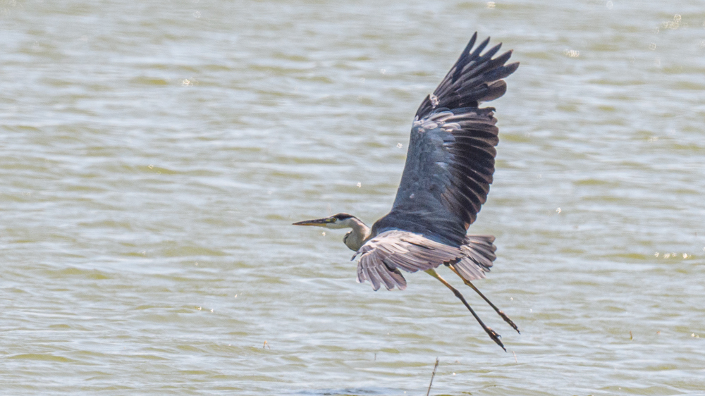 Grey Heron
