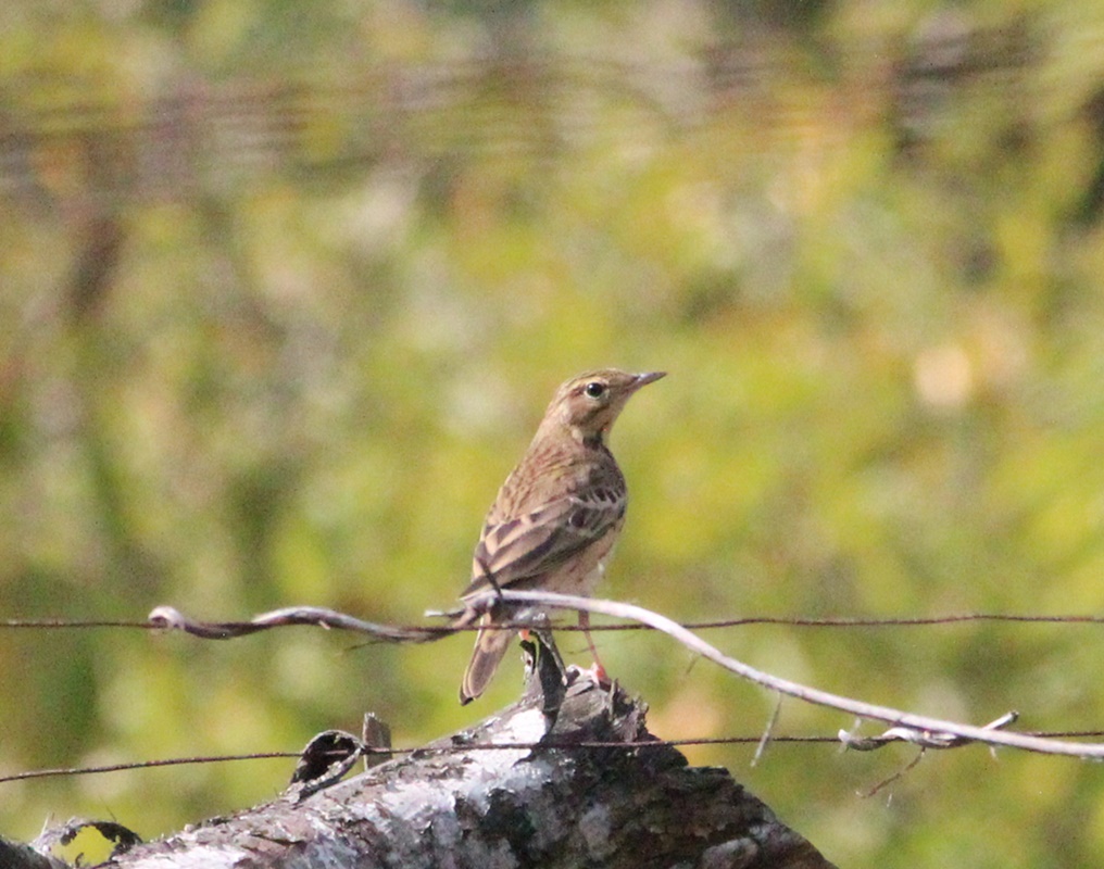 Tree Pipit