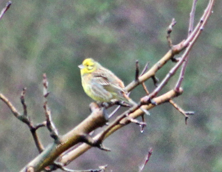 Yellowhammer