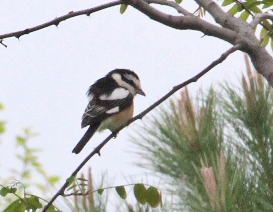 Masked Shrike