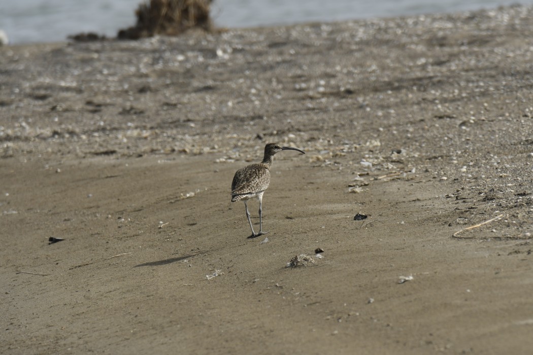 Eurasian Whimbrel