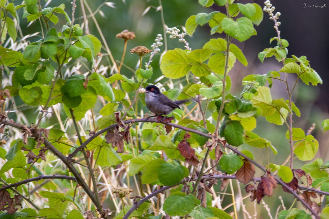 Sardinian Warbler