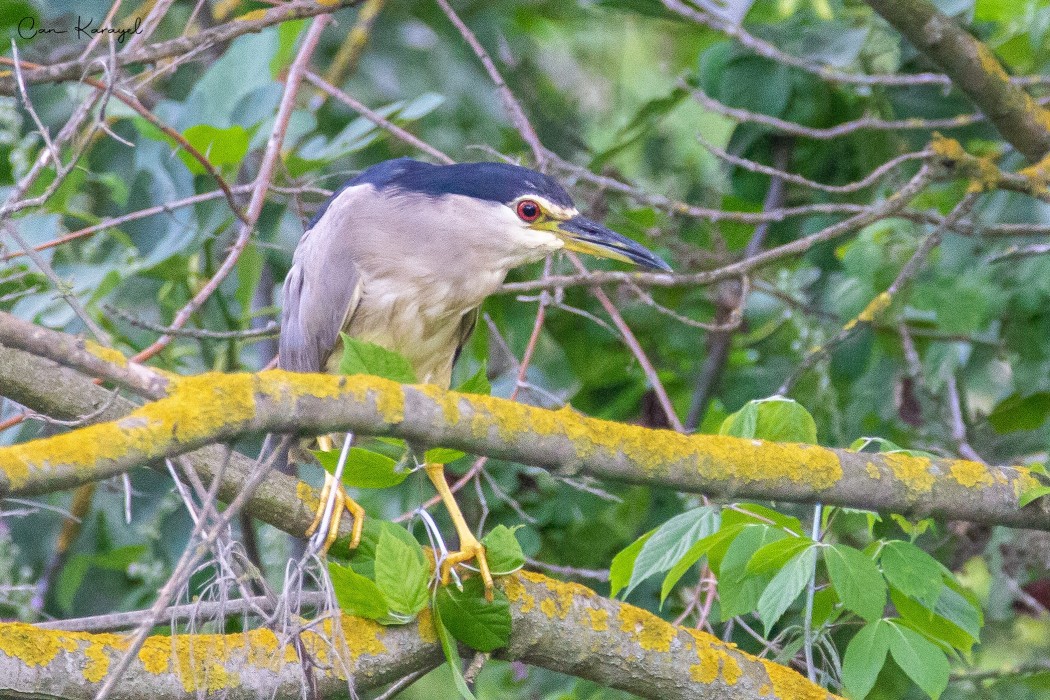 Black-crowned Night Heron