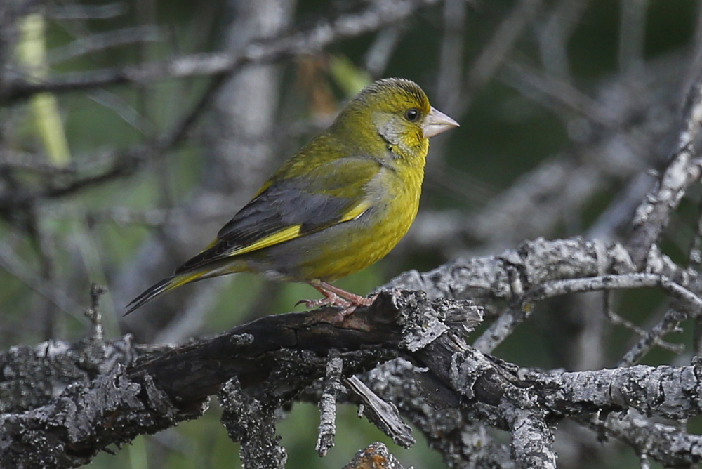European Greenfinch