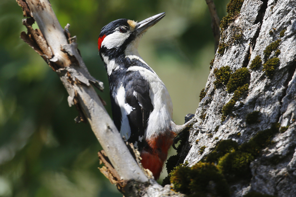 Great Spotted Woodpecker