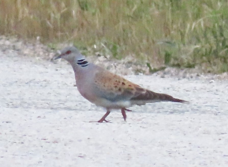 European Turtle Dove