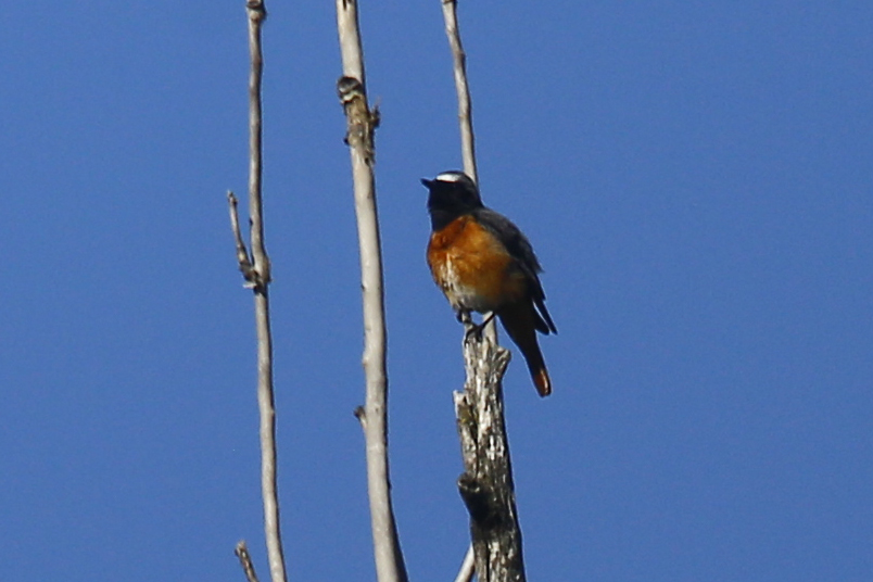 Common Redstart