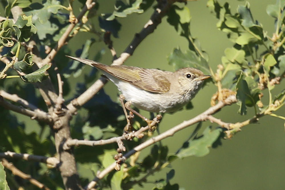 Eastern Bonelli`s Warbler