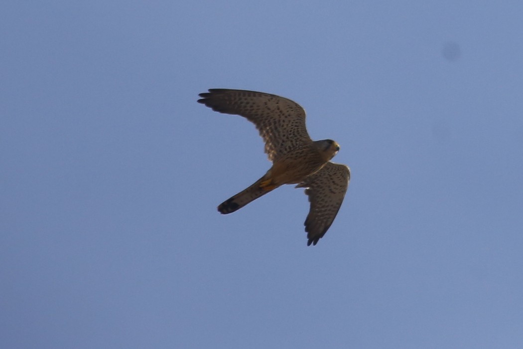 Common Kestrel