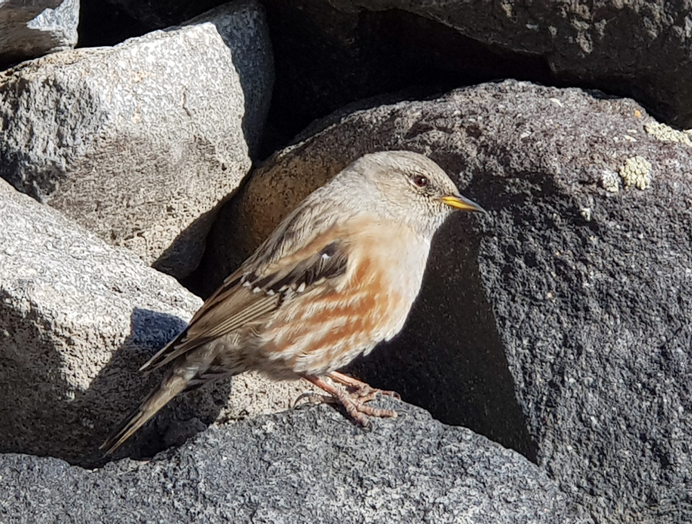 Alpine Accentor