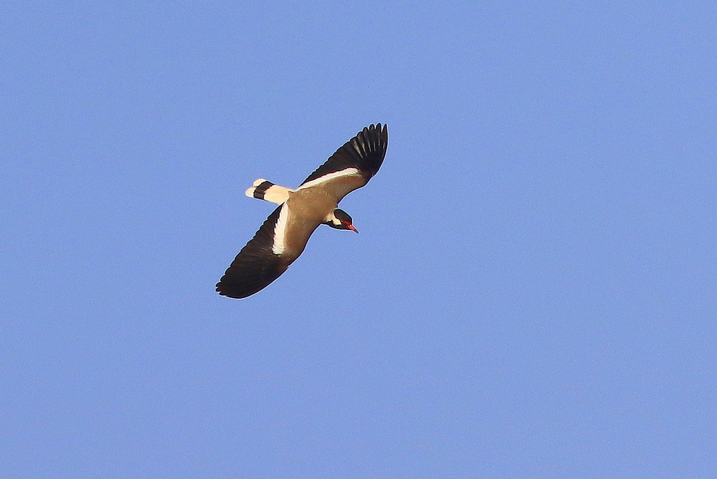 Red-wattled Lapwing