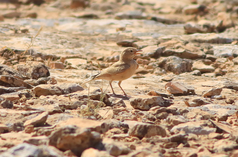 Bar-tailed Lark